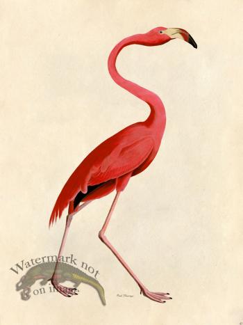 Pink Flamingo - Tribute Bd 45